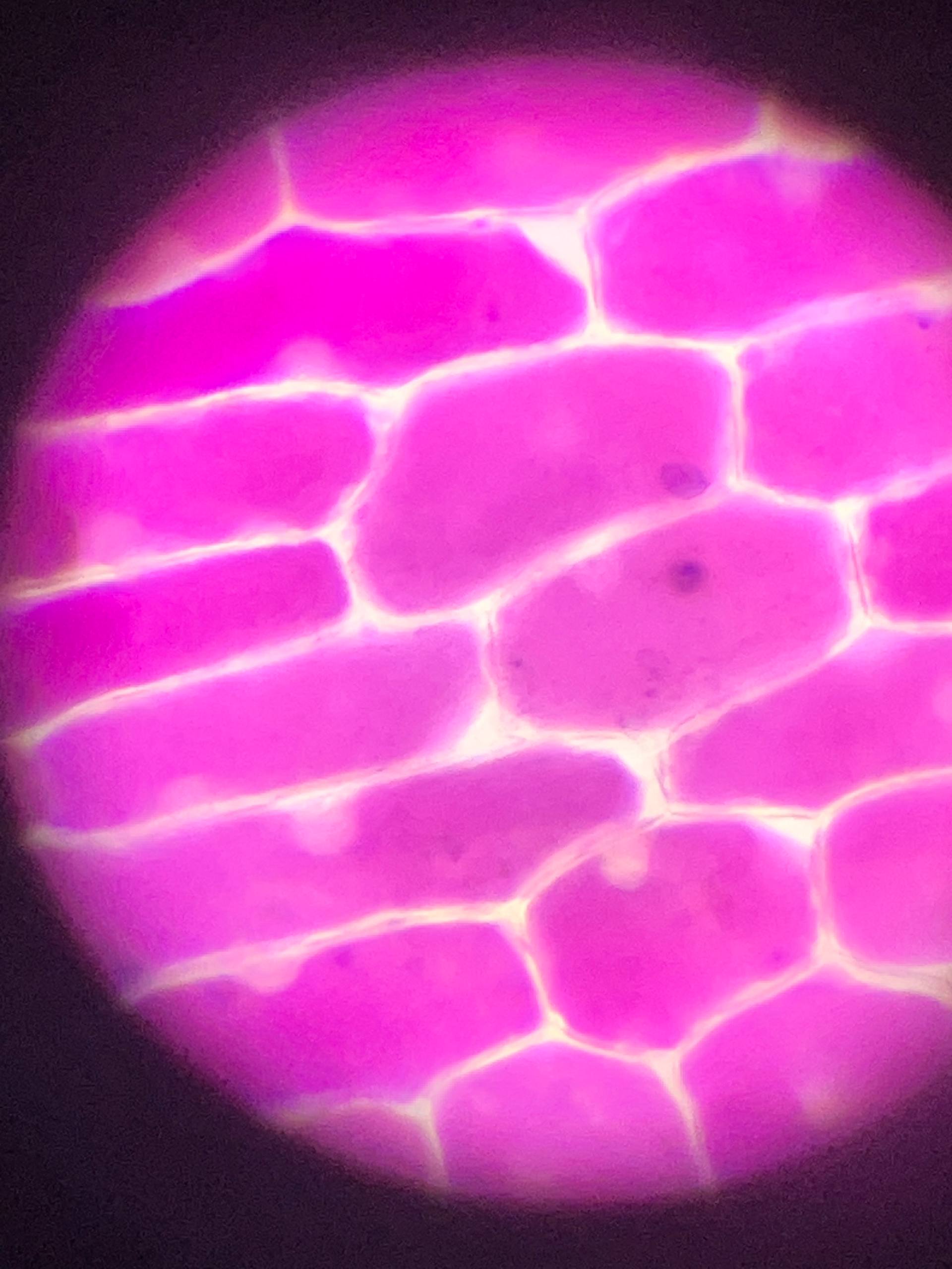 photo 5400219530275455195 w