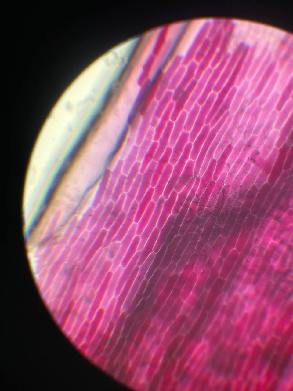 photo 5400350123051055733 y