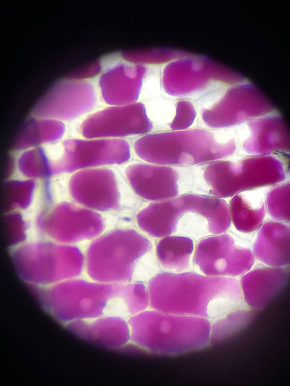 photo 5400350123051055779 y