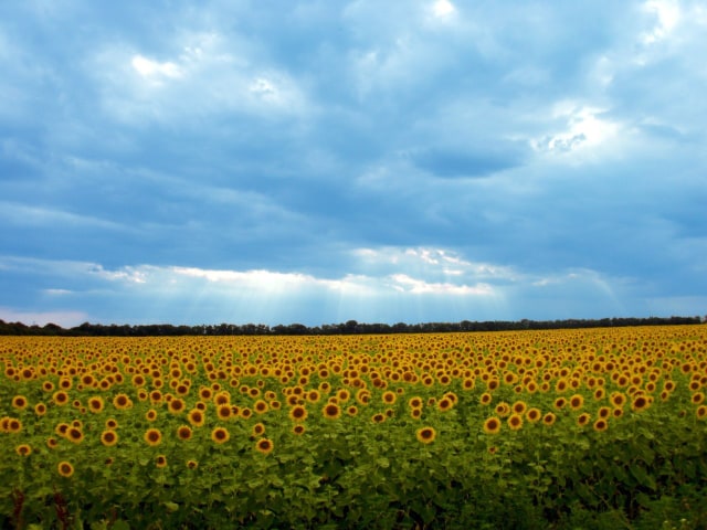 69870977 2404895303112922 6070526520131059712 n