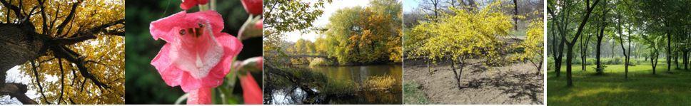 РОСЛИННИЙ ПОКРИВ КРИВОРІЖЖЯ