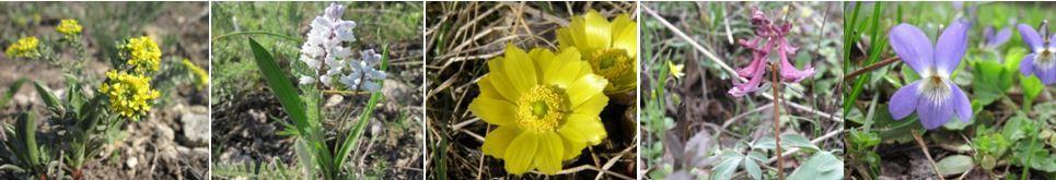 РОСЛИННИЙ ПОКРИВ КРИВОРІЖЖЯ