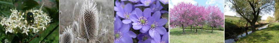 РОСЛИННИЙ ПОКРИВ КРИВОРІЖЖЯ