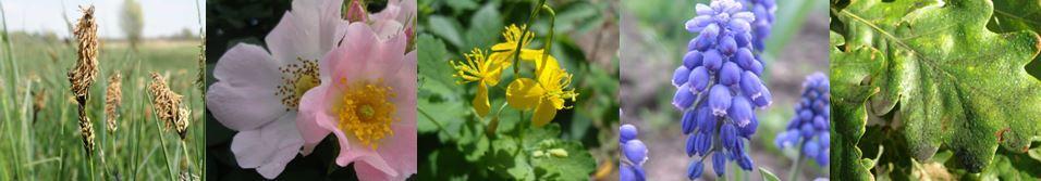 РОСЛИННИЙ ПОКРИВ КРИВОРІЖЖЯ