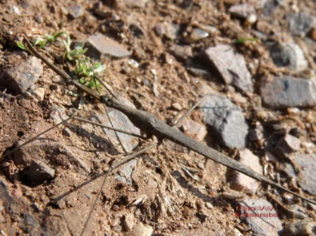 Ранатра (Ranatra linearis Linnaeus, 1758)