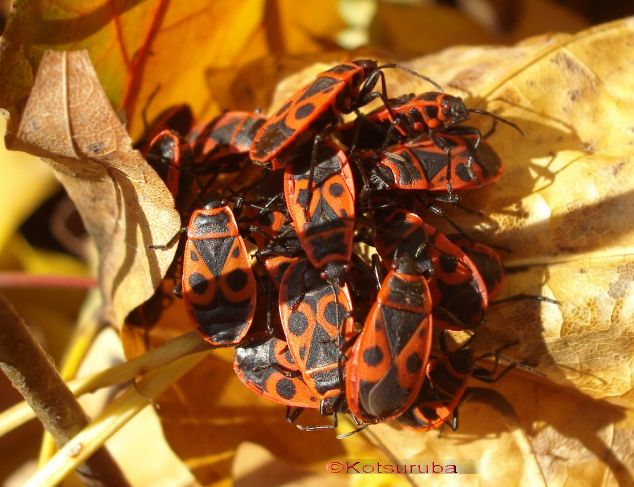Червоноклоп, або великий клоп-москаль