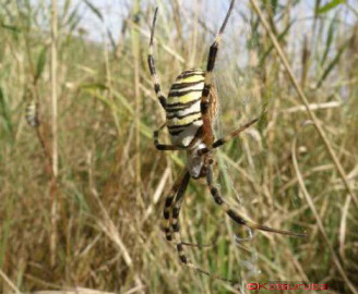 Аргіопа брюнніха, або павук-оса